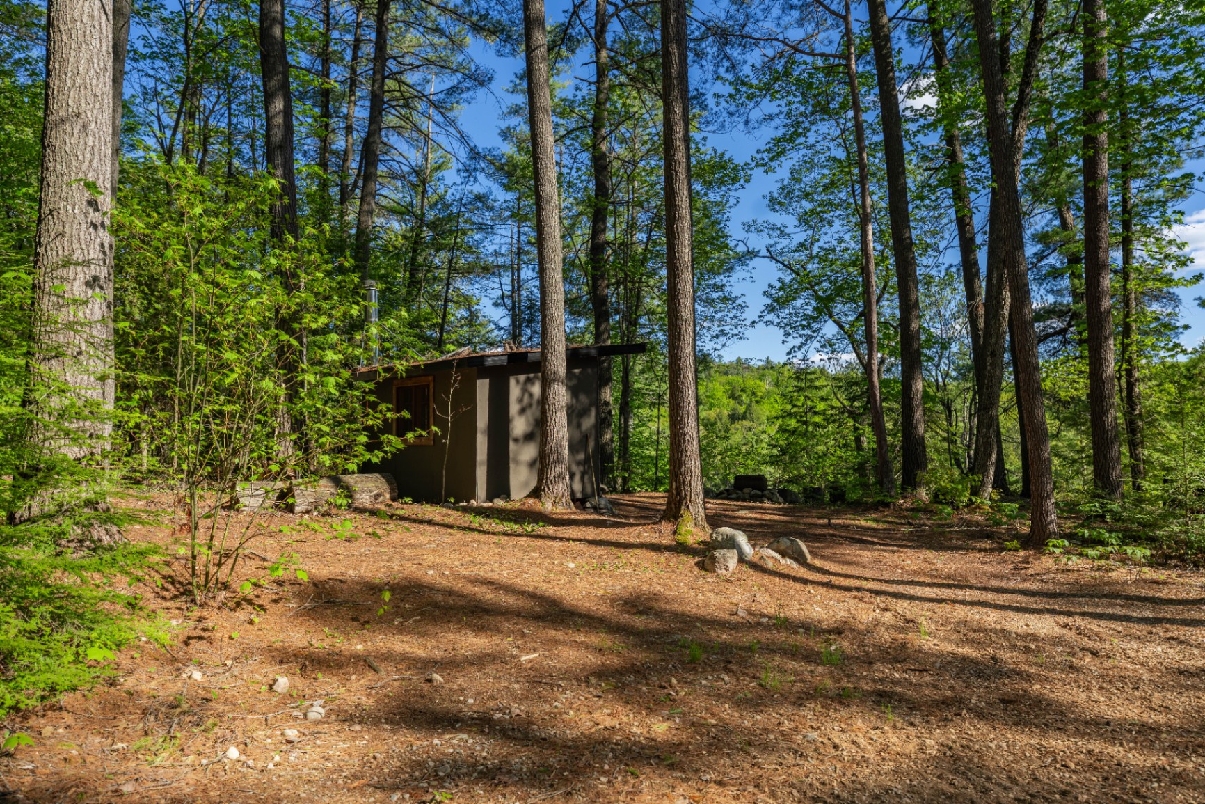 Forest clearing with rustic cabin tucked among tall pines