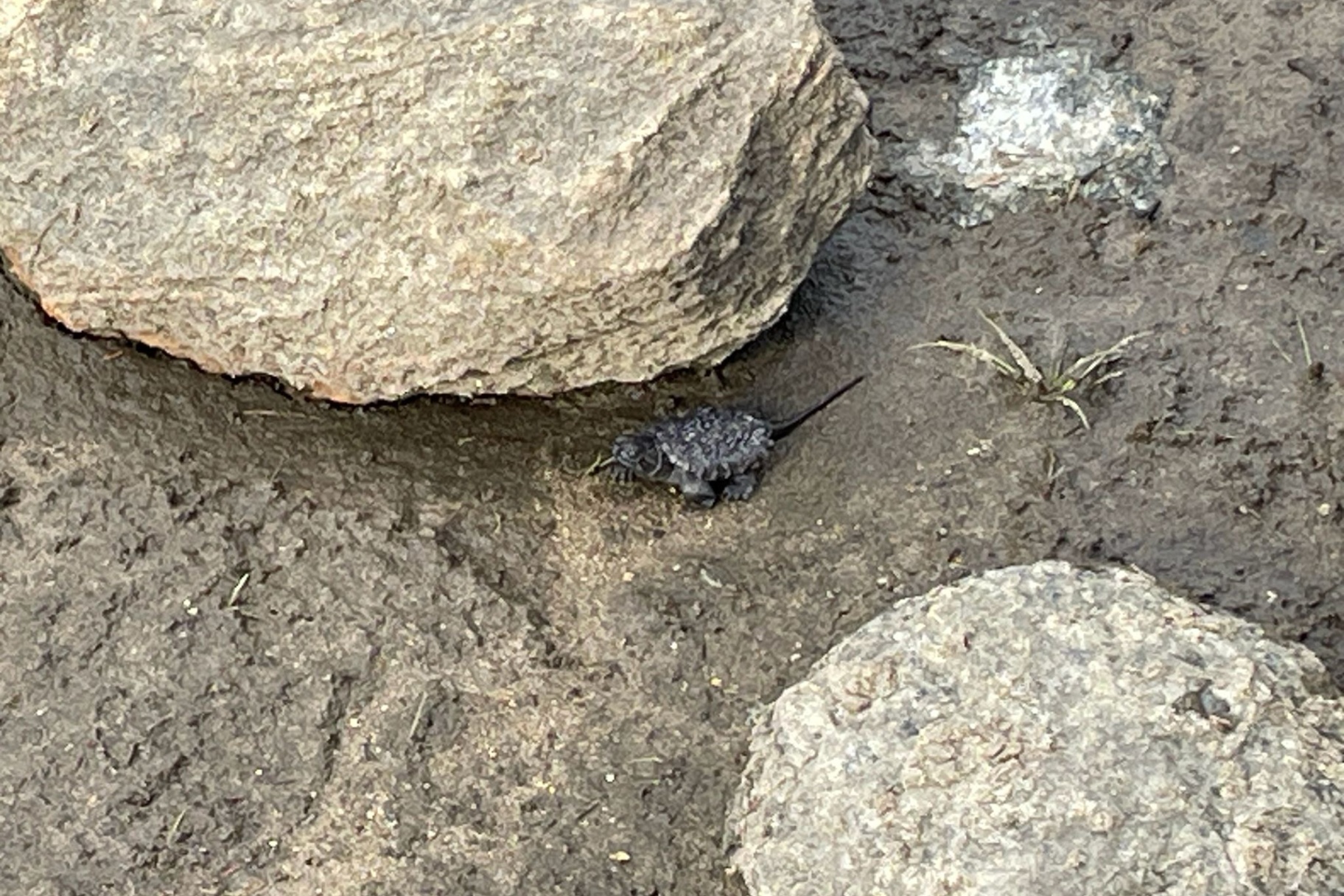 Tiny baby snapping turtle exploring the rocky shoreline