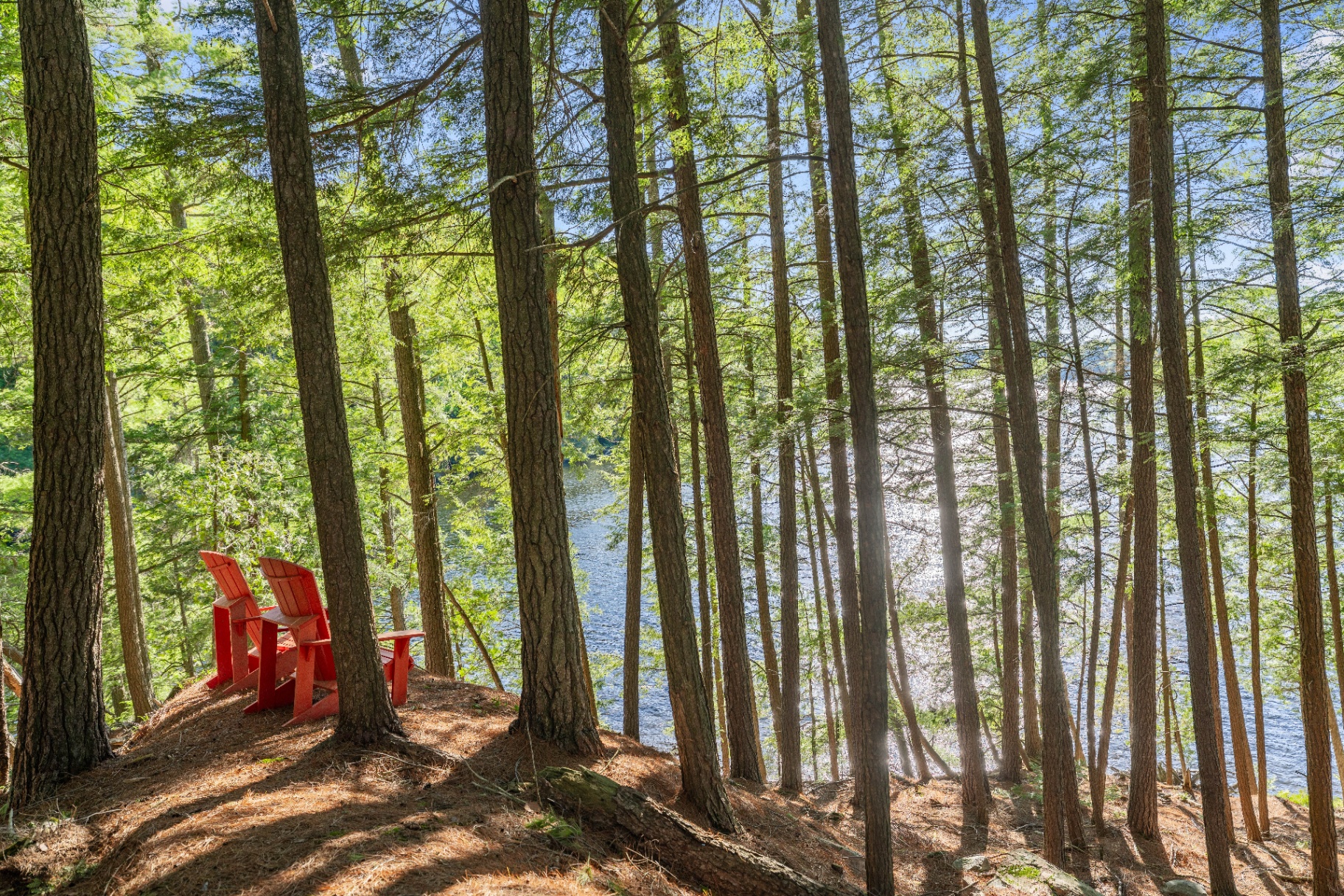 Red Adirondack chairs perched above the shoreline among tall pines